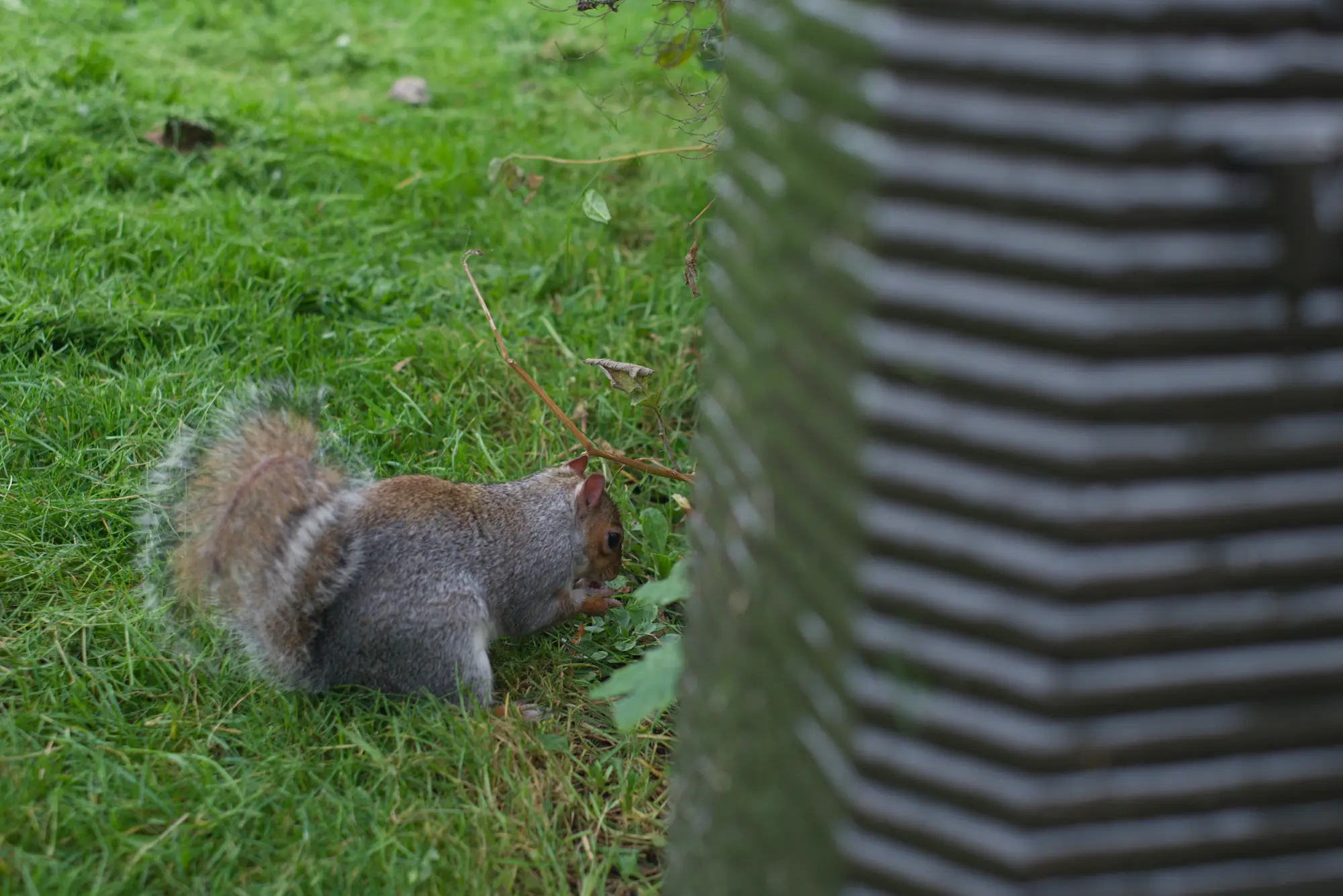Squirrel, 2015