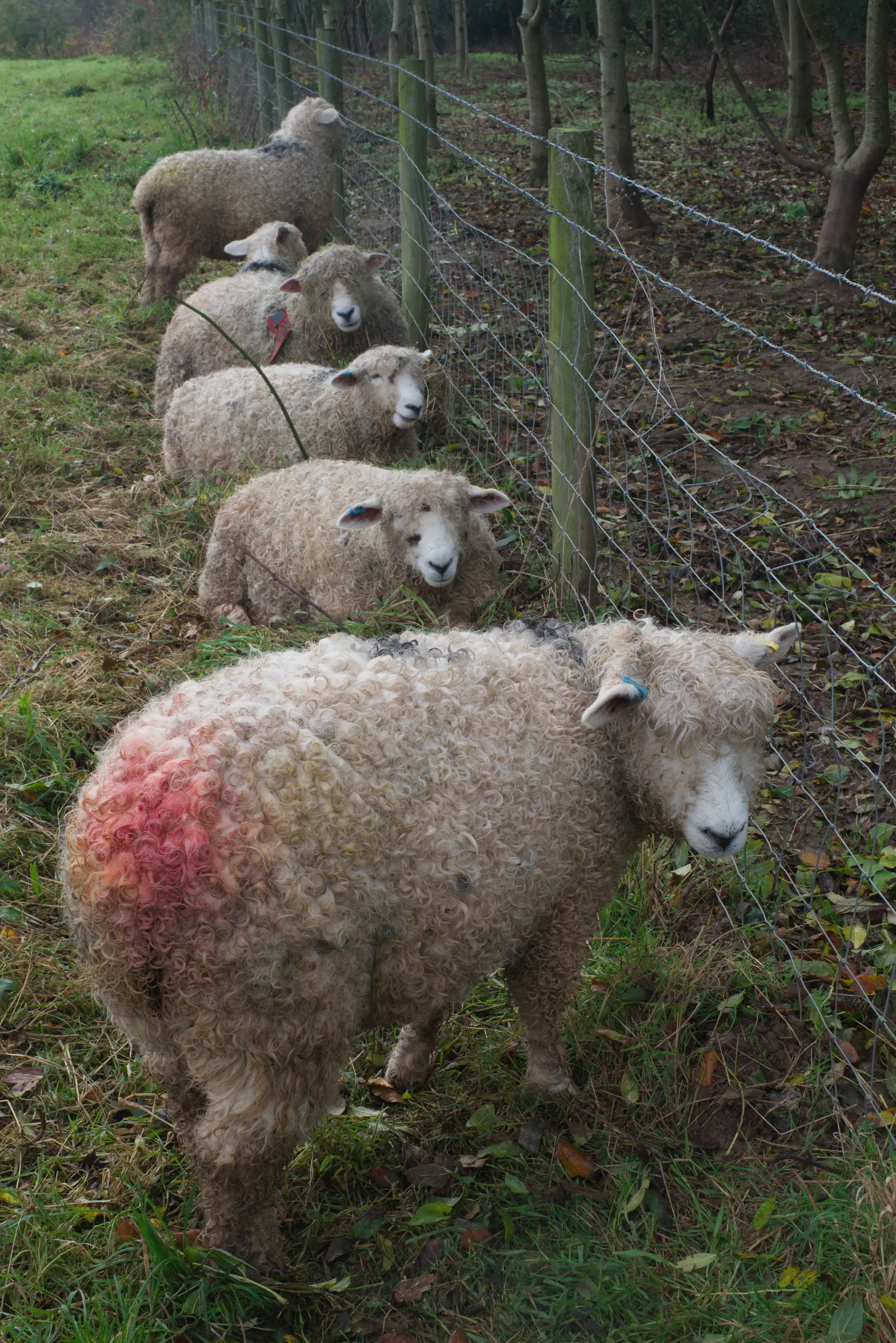 Sheep, 2015